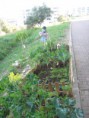 /album/galeria-de-fotos-retrato-ambiental-de-loures/fig-4-horta-urbana-qta-parreirinha-bobadela-jpg/